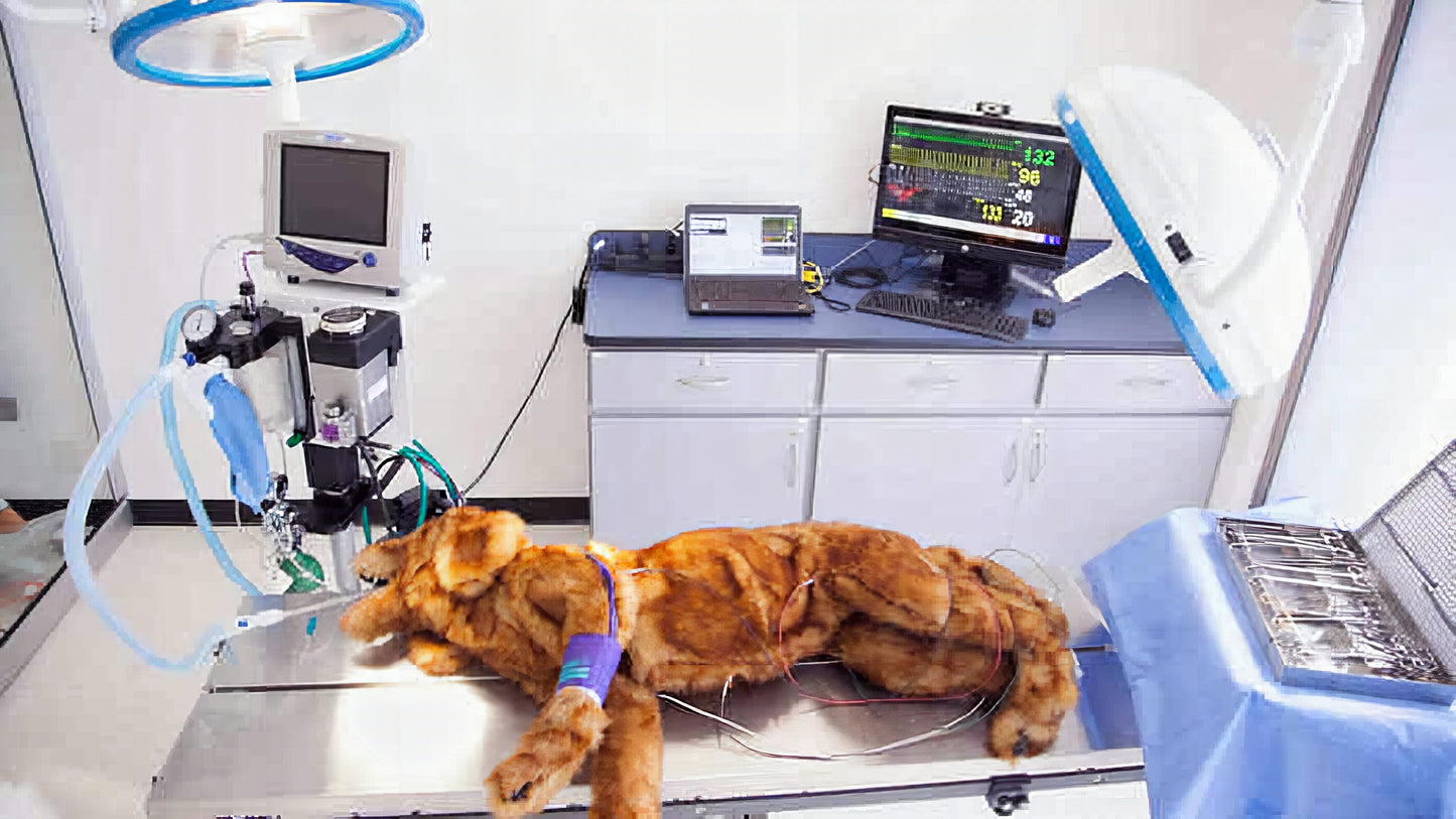 Pros And Cons Of Being A Vet Tech