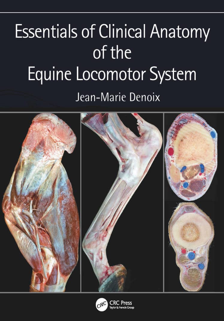 Essentials Of Clinical Anatomy Of The Equine Locomotor Systems