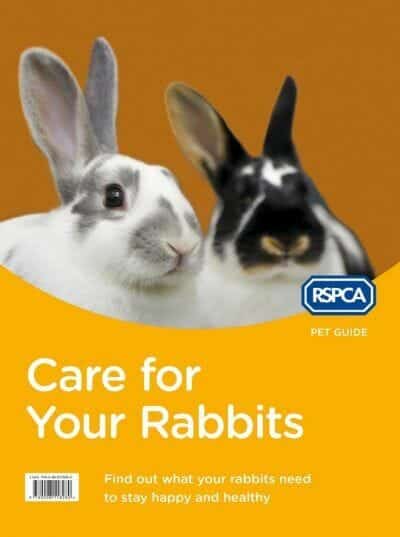 Rspca Pet Guide Care For Your Rabbit