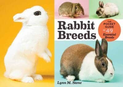 Rabbits Breed The Pocket Guide To Essentials Breeds