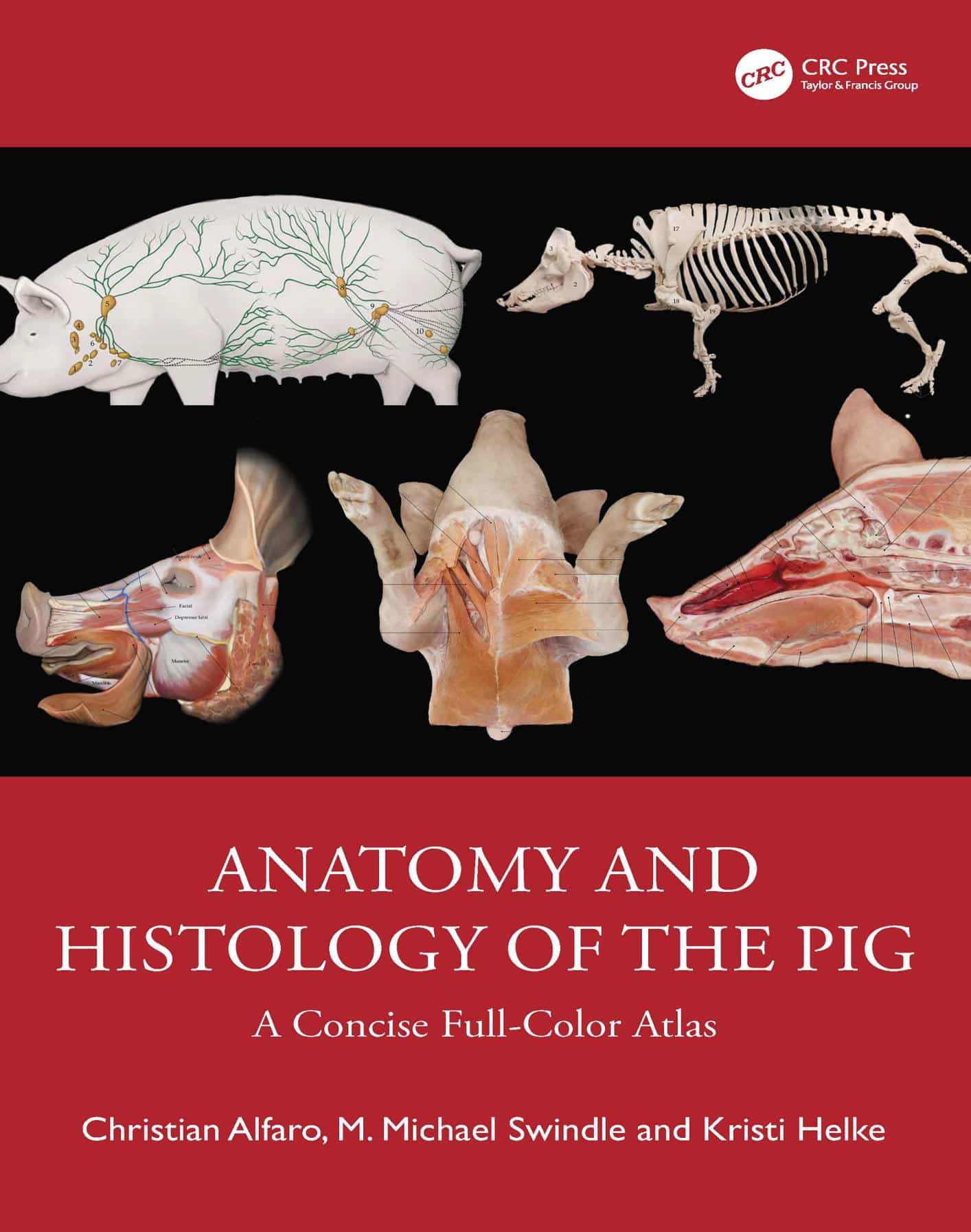 Anatomy And Histology Of The Pig A Concise Full Color Atlas