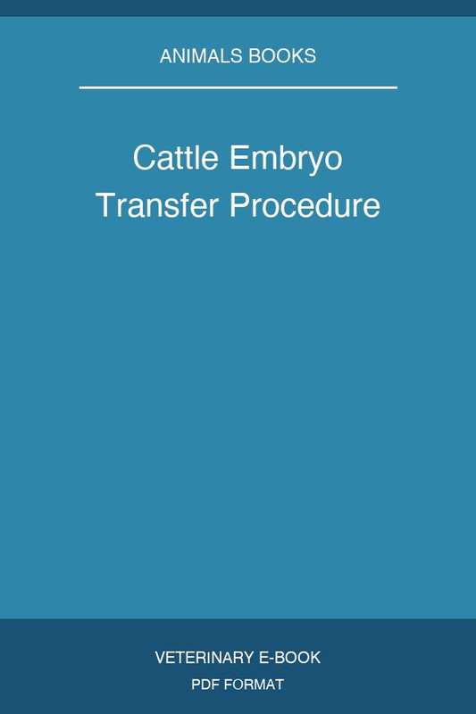 Cattle Embryo Transfer Procedure