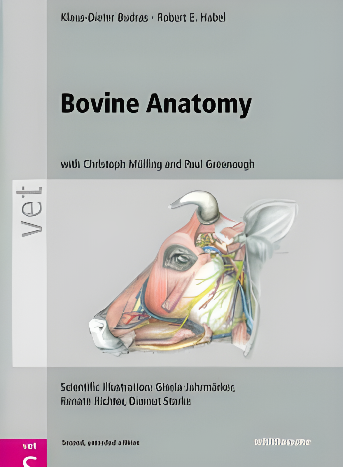 Bovine Anatomy An Illustrated Text 2nd Edition