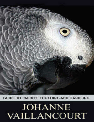 Guide To Parrot Touching And Handling