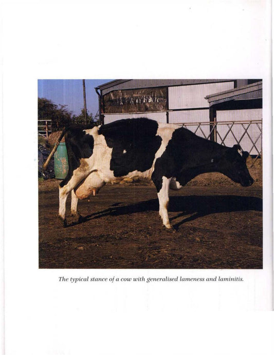Look Inside page 3 - Cattle Lameness And Hoofcare An Illustrated Guide