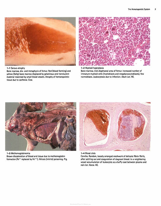 Look Inside page 8 - Color Atlas Of Veterinary Pathology 2Nd Edition
