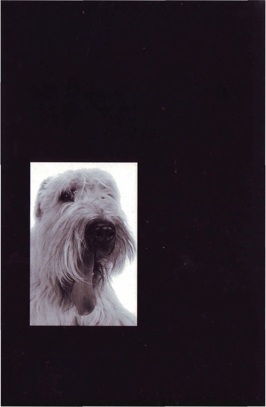 Look Inside page 2 - Dermatology For The Small Animal Practitioner