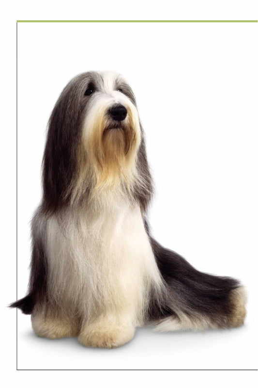 Look Inside page 2 - Dogs Dk Handbooks
