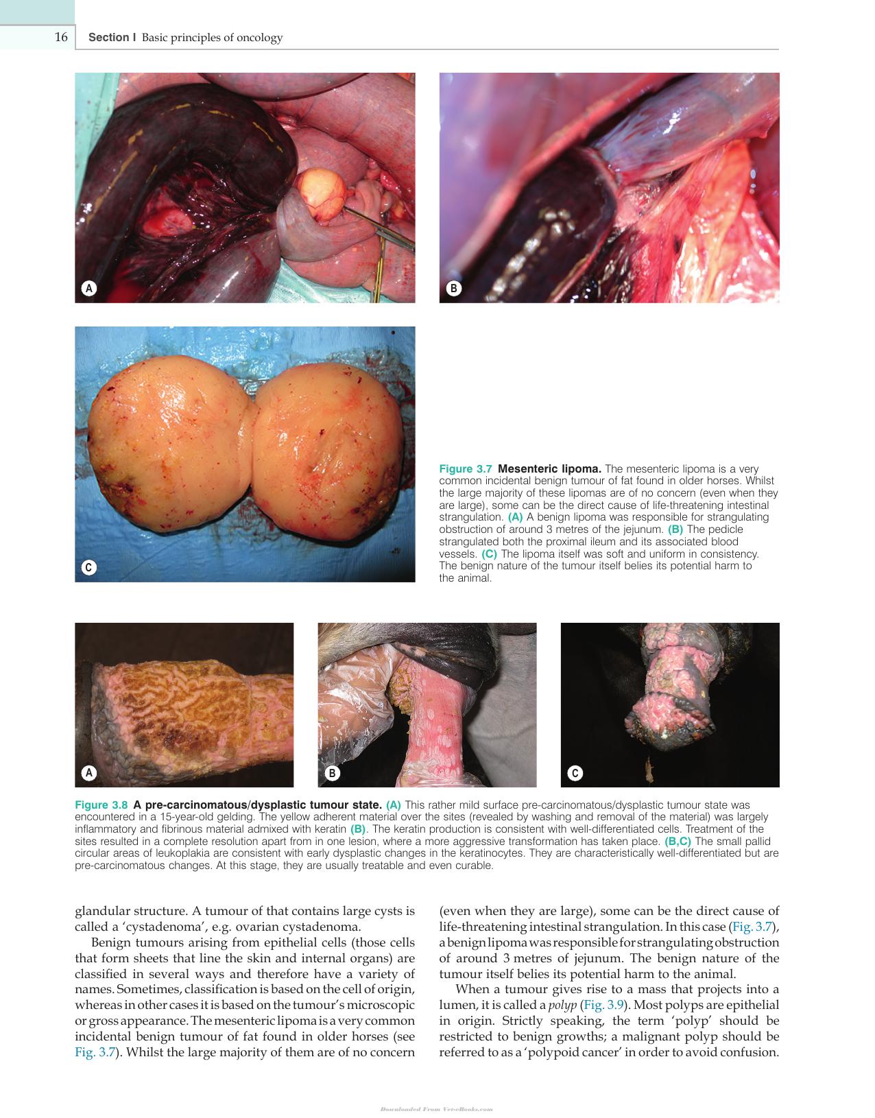 Clinical Equine Oncology