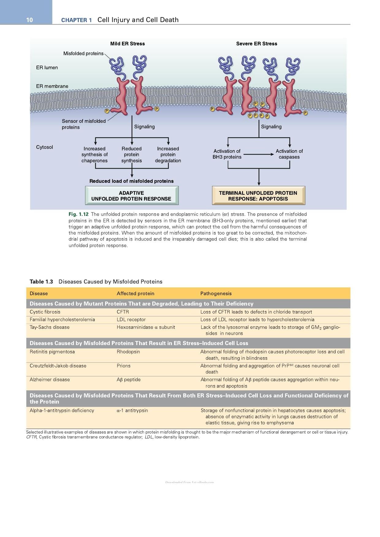 Robbins Essential Pathology