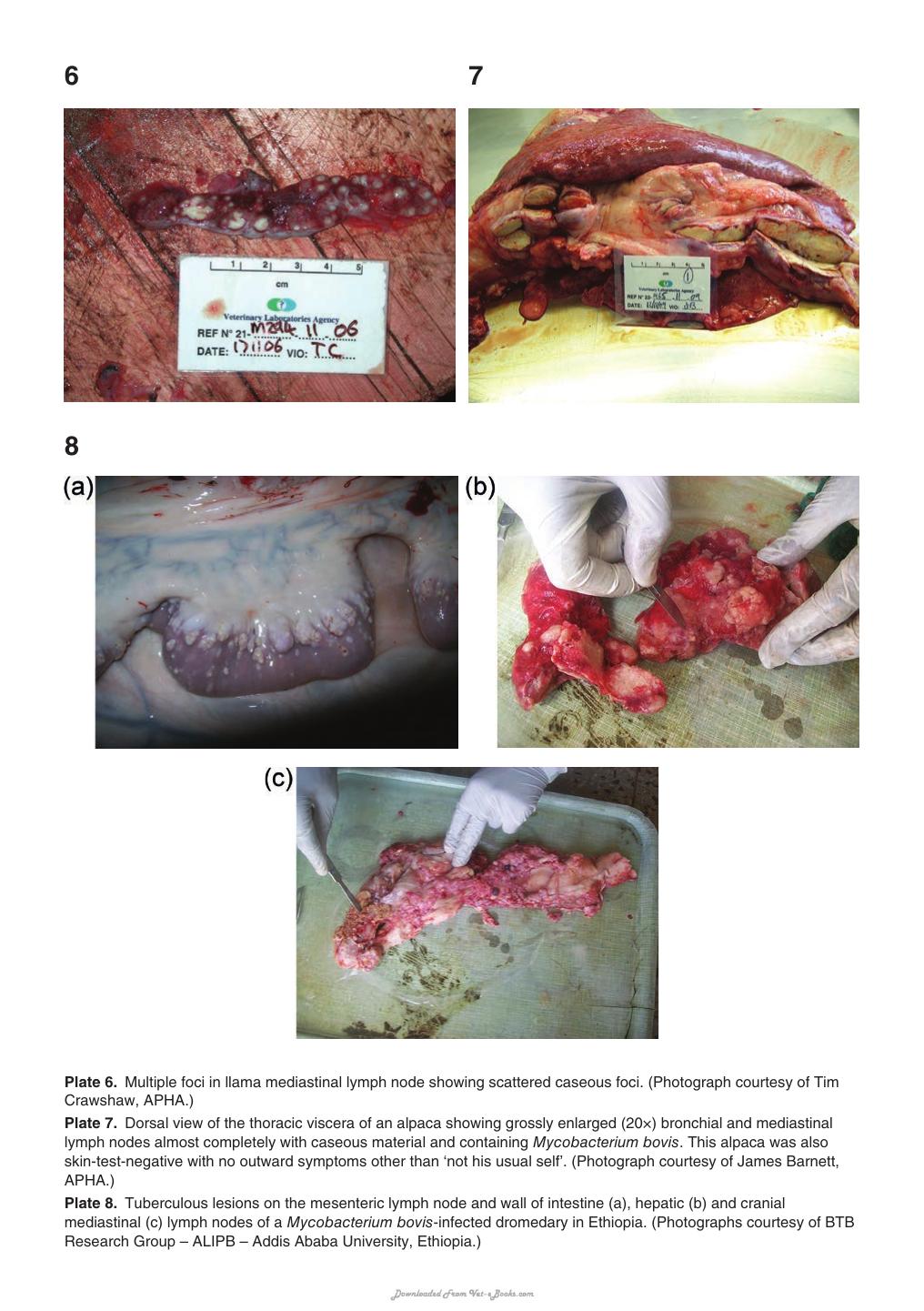 Tuberculosis Leprosy And Mycobacterial Diseases Of Man And Animals The Many Hosts Of Mycobacteria