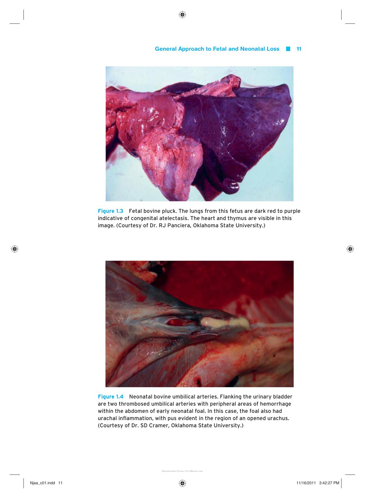 Kirkbrides Diagnosis Of Abortion And Neonatal Loss In Animals 4Th Edition