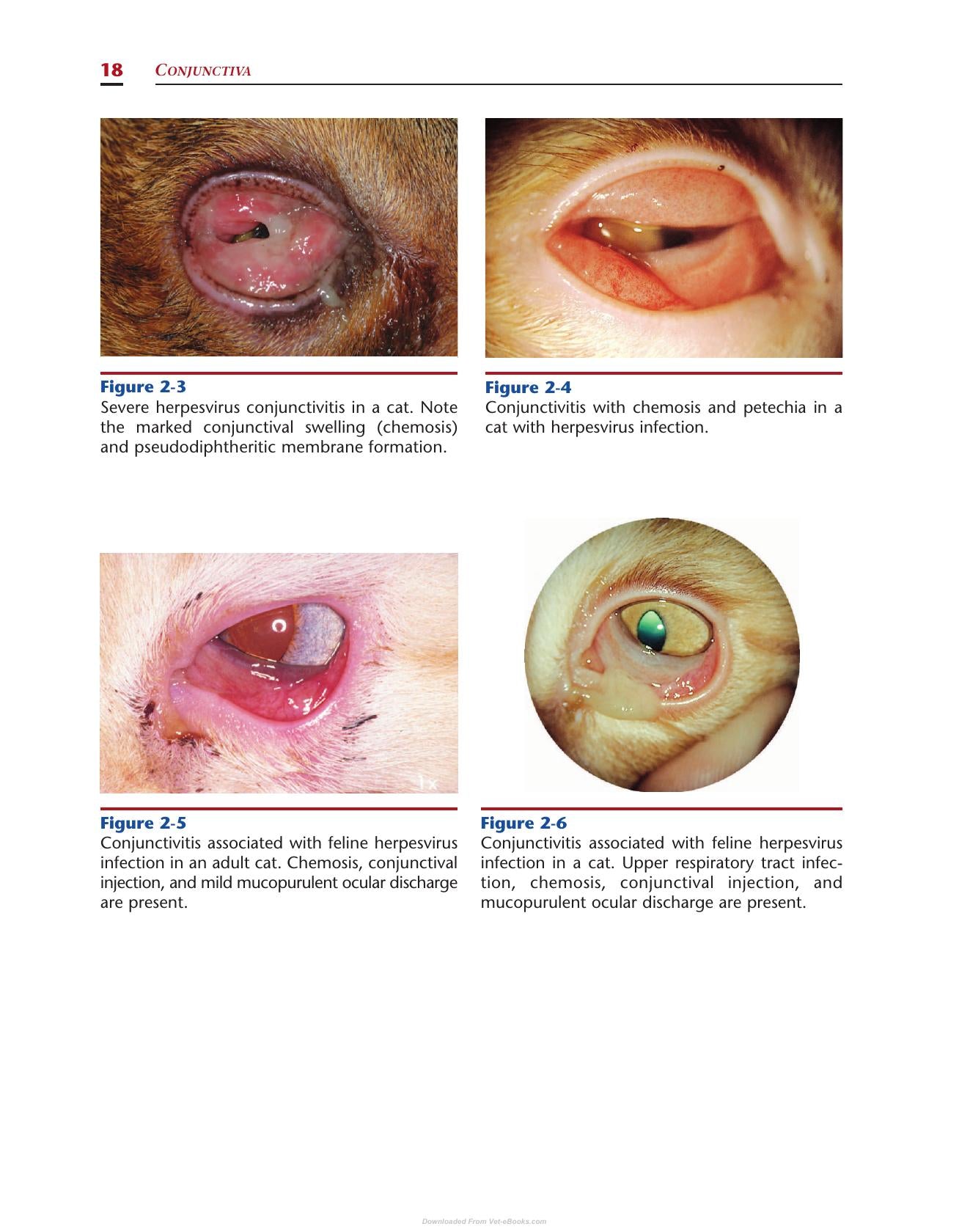 Color Atlas Of Canine And Feline Ophthalmology