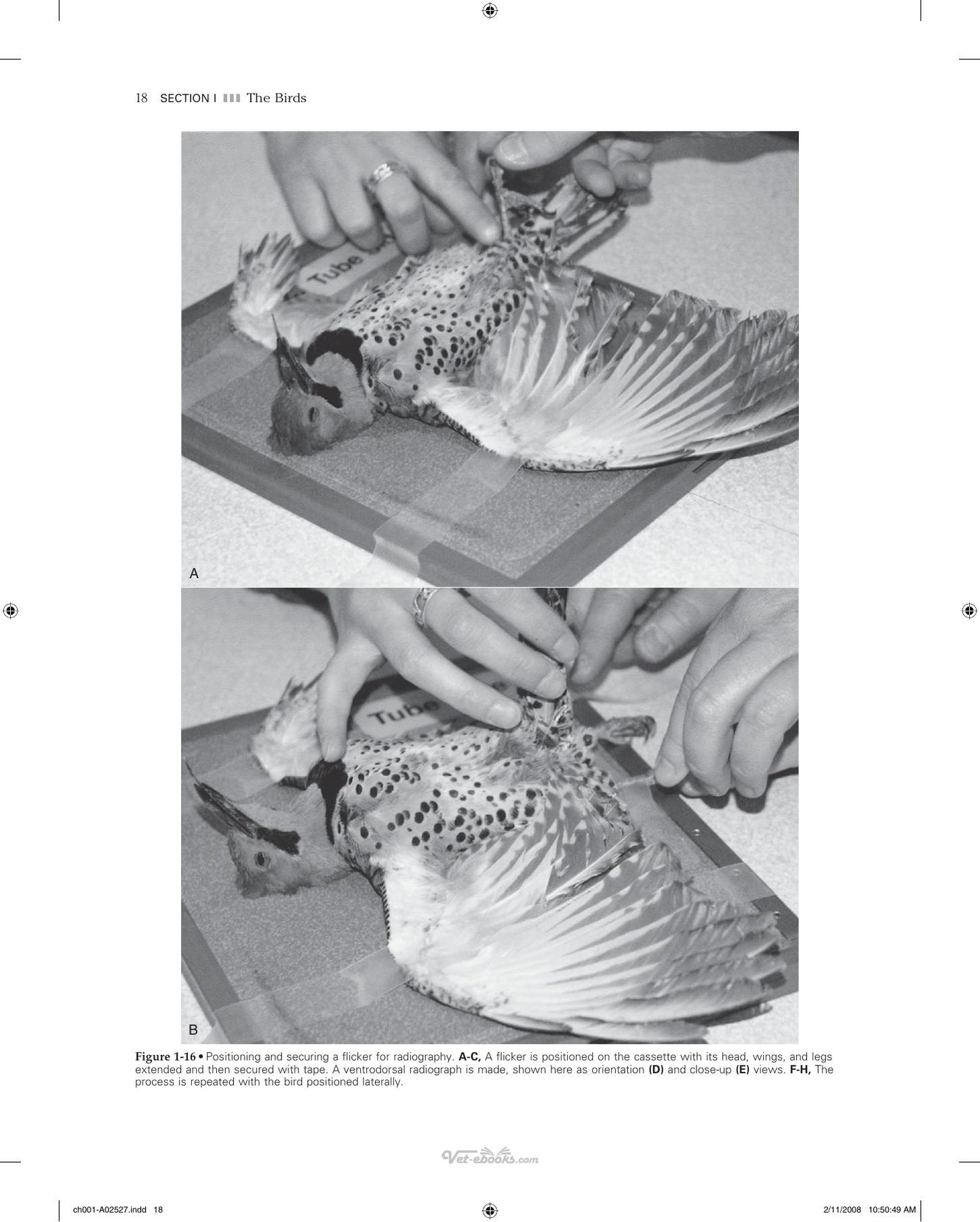 Veterinary Diagnostic Imaging Birds Exotic Pets And Wildlife