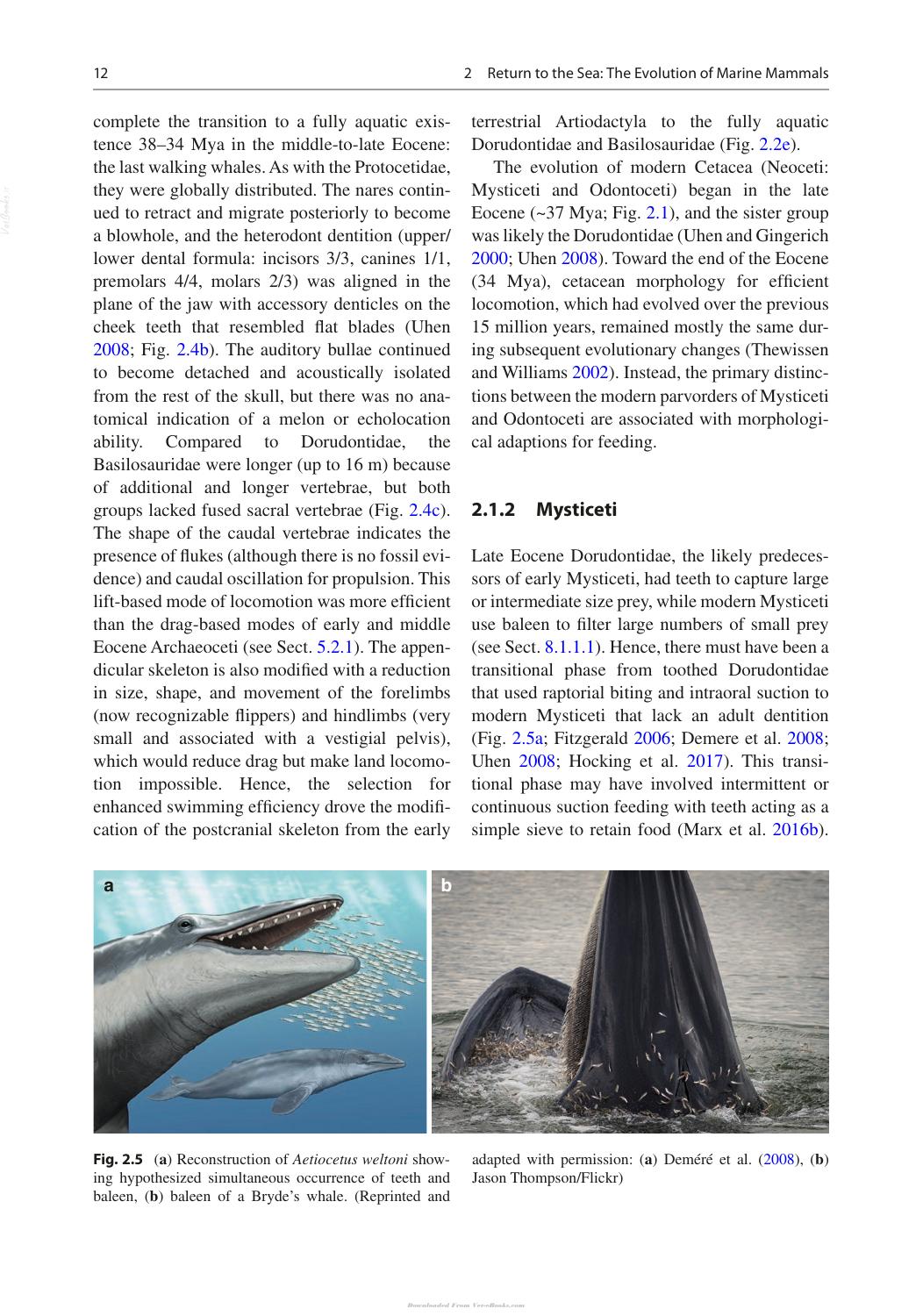 Marine Mammals Adaptations For An Aquatic Life