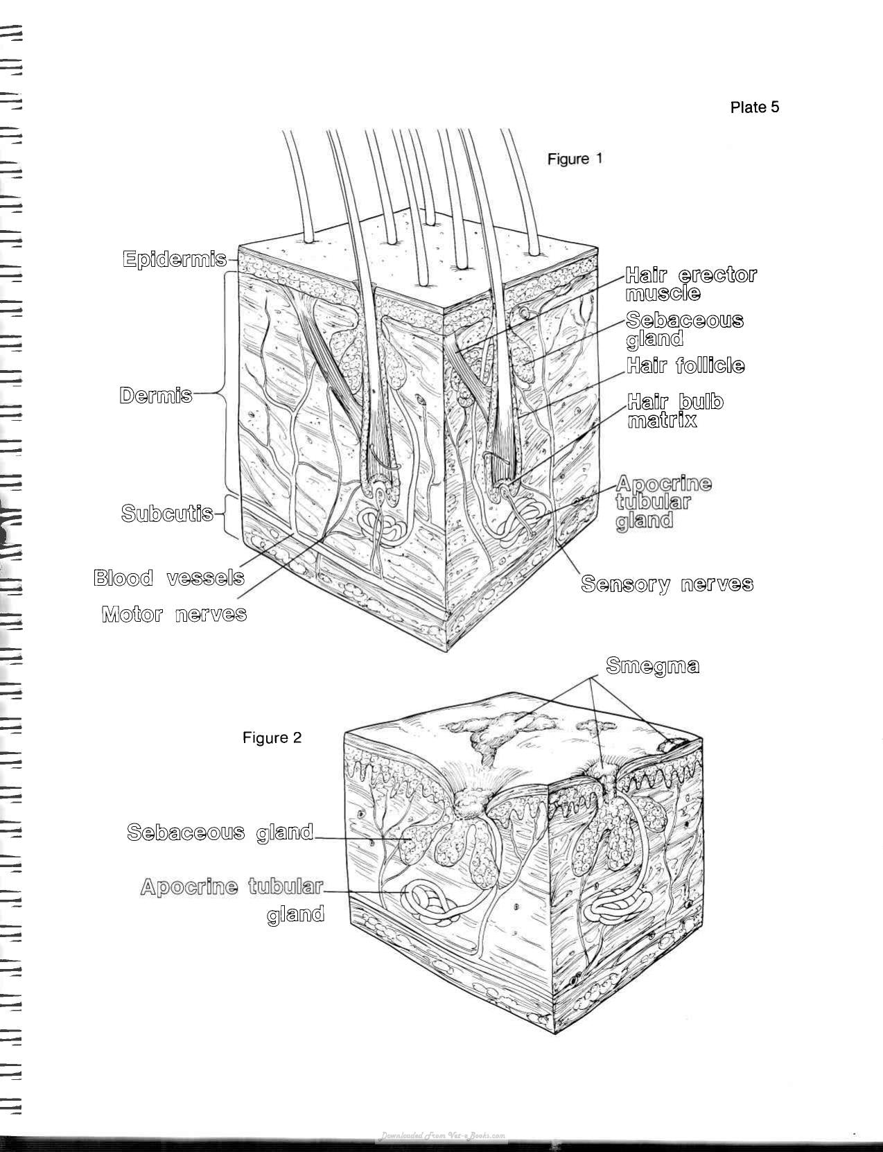 Horse Anatomy Coloring Atlas 2Nd Edition