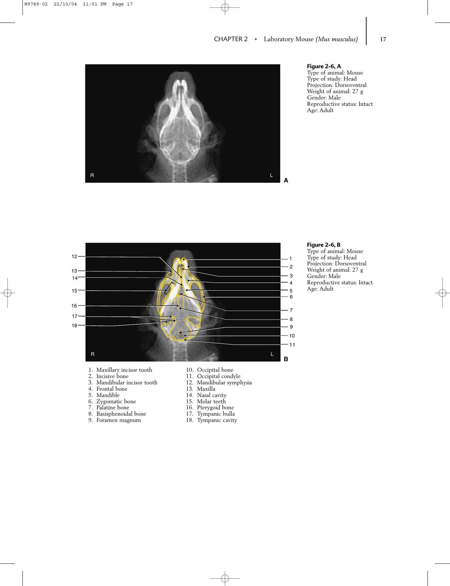 Radiology Of Rodents Rabbits And Ferrets An Atlas Of Normal Anatomy And Positioning