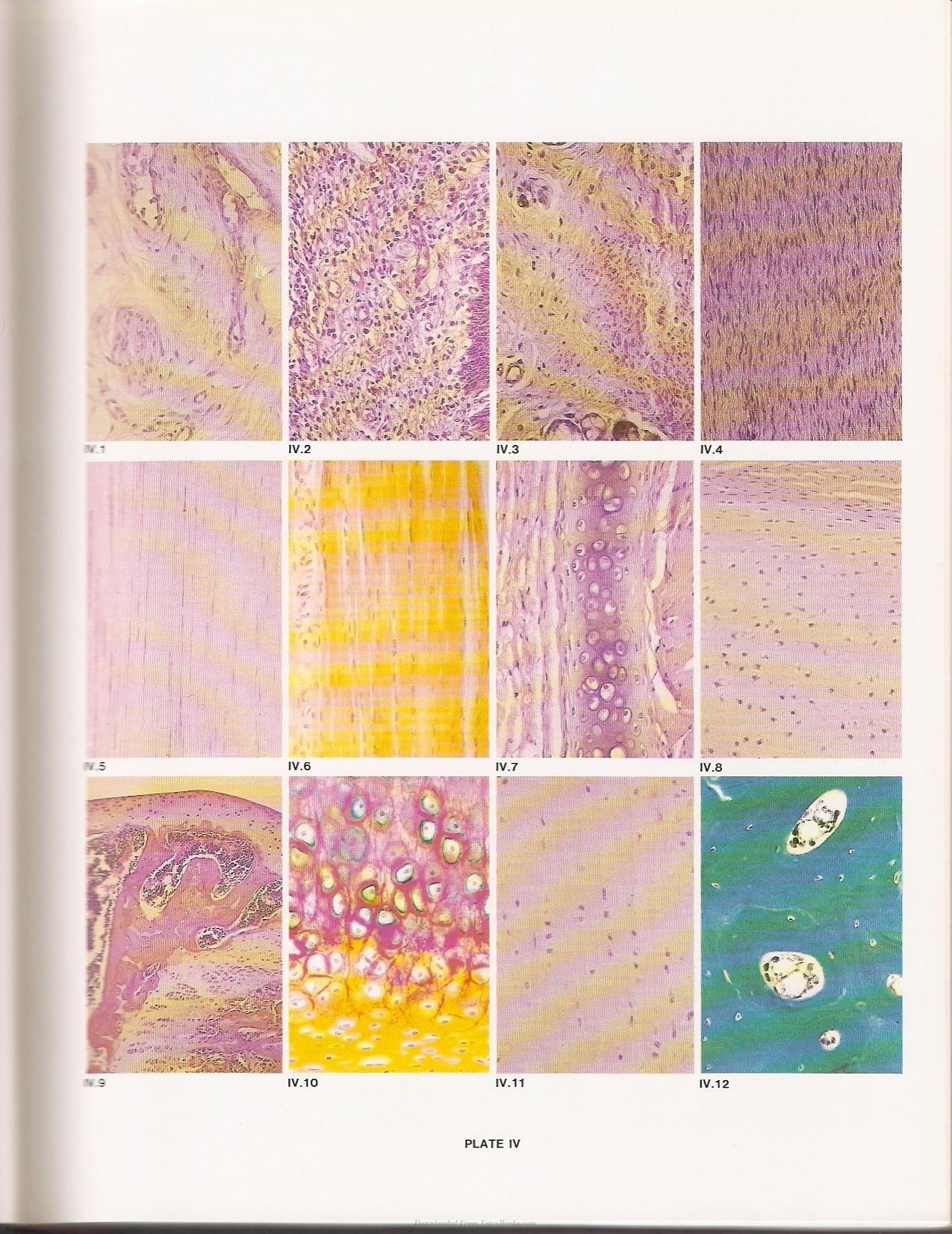 Applied Veterinary Histology 3Rd Edition