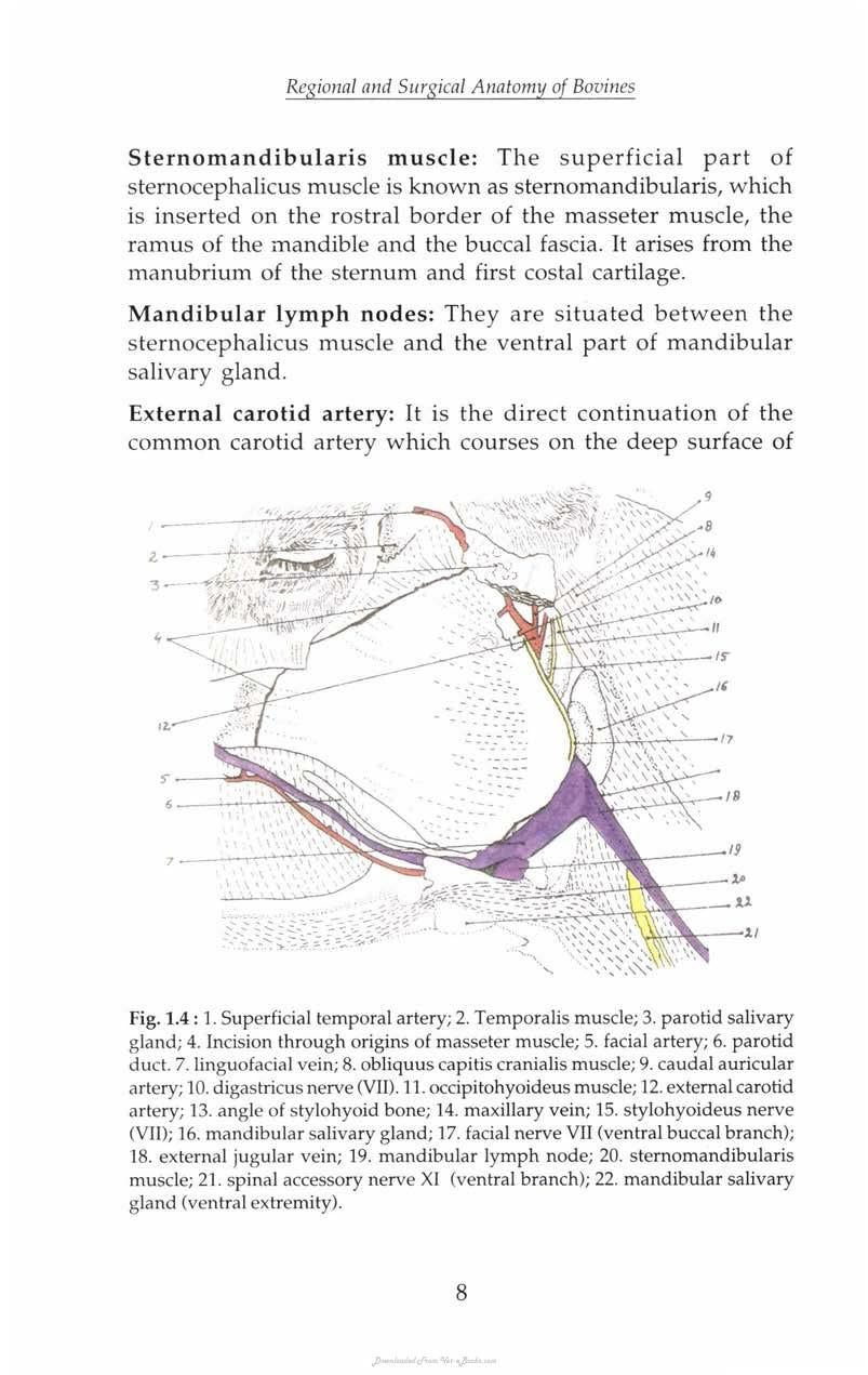 Regional And Surgical Anatomy Of Bovines