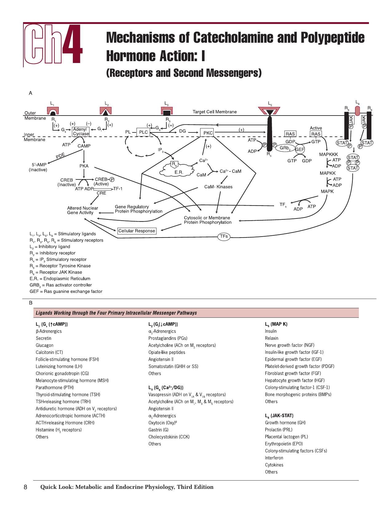 Metabolic And Endocrine Physiology Third Edition