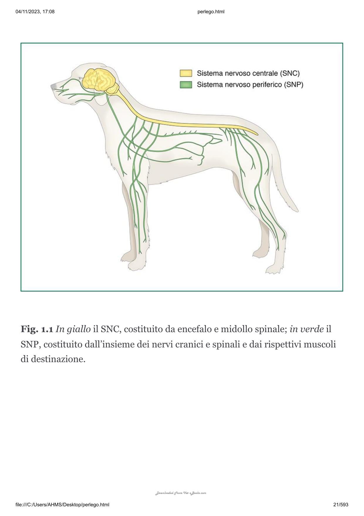 Patologie Spinali Del Cane E Del Gatto