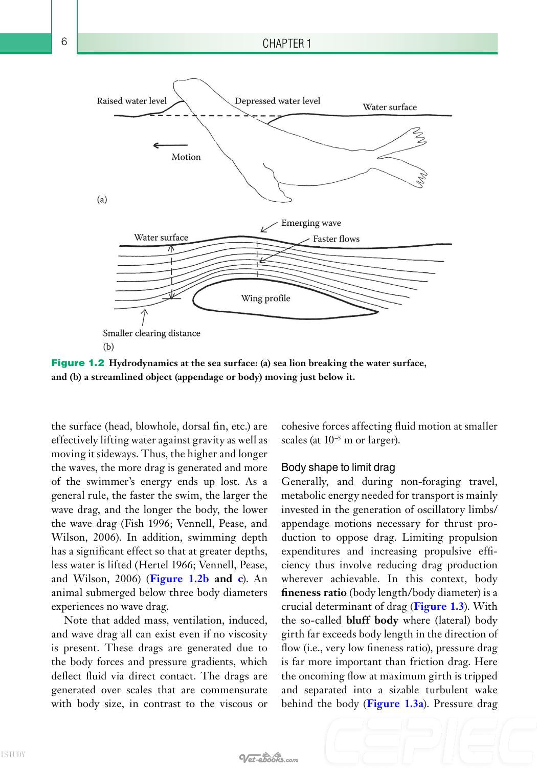 Physiology Of Marine Mammals Adaptations To The Ocean