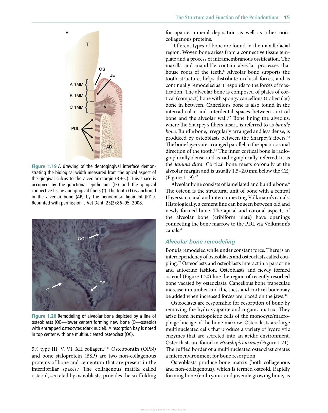 Veterinary Periodontology