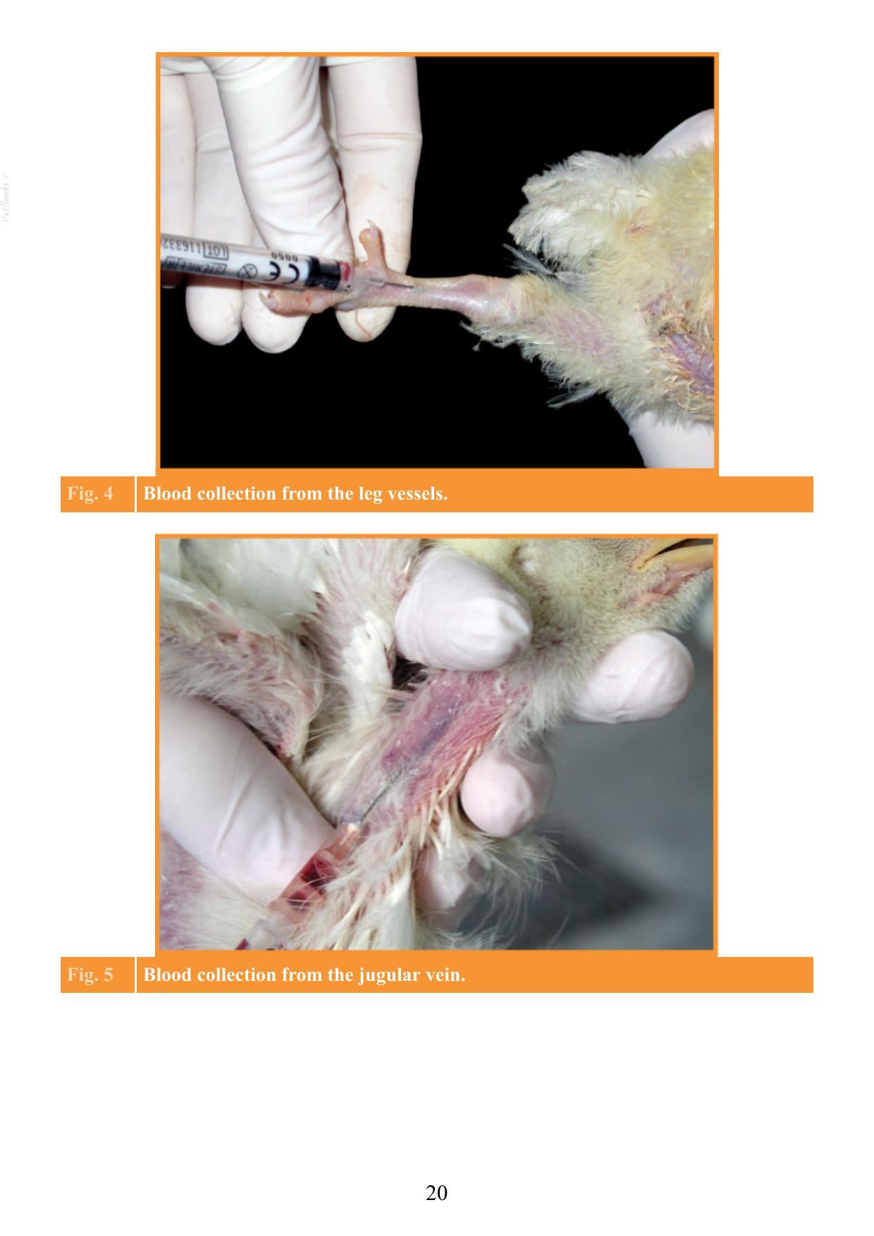 Atlas Of Avian Necropsy Macroscopic Diagnosis Sampling Updated Edition