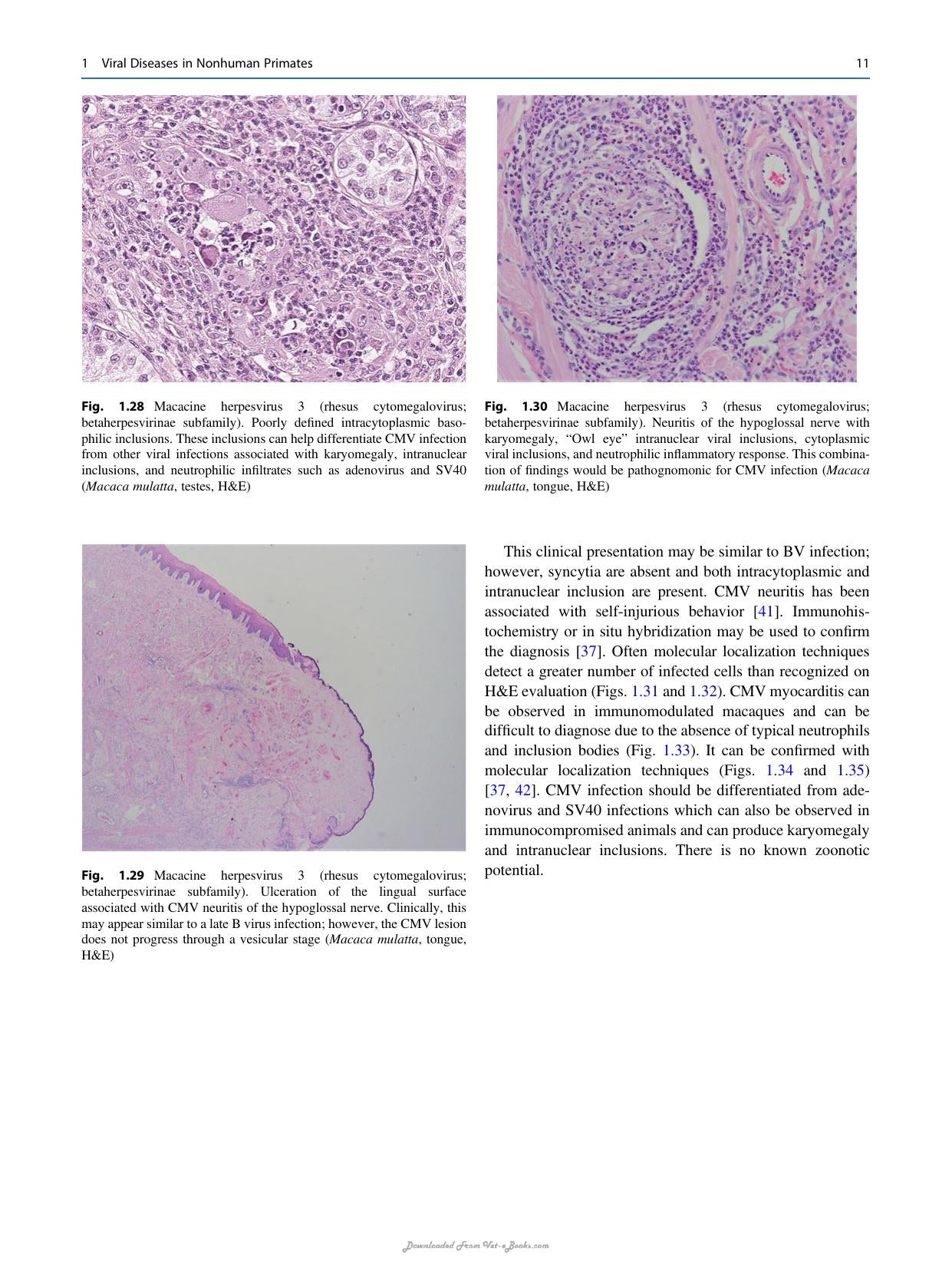 Atlas Of Diagnostic Pathology In Nonhuman Primates