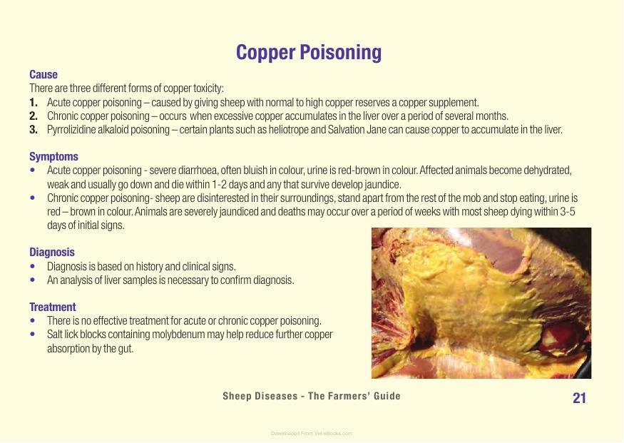 Sheep Diseases The Farmers Guide
