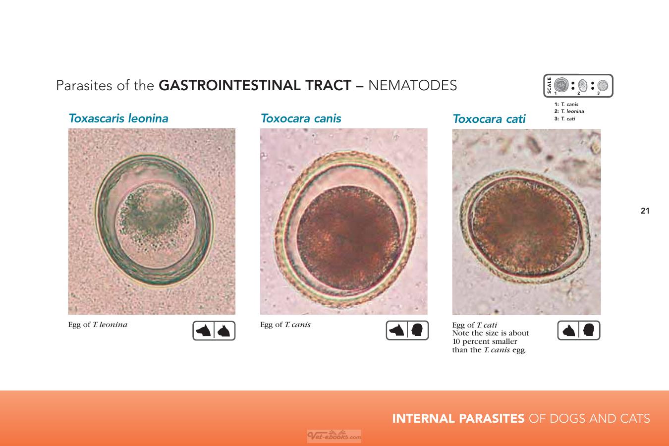 Internal Parasites Of Dogs And Cats Diagnostic Manual