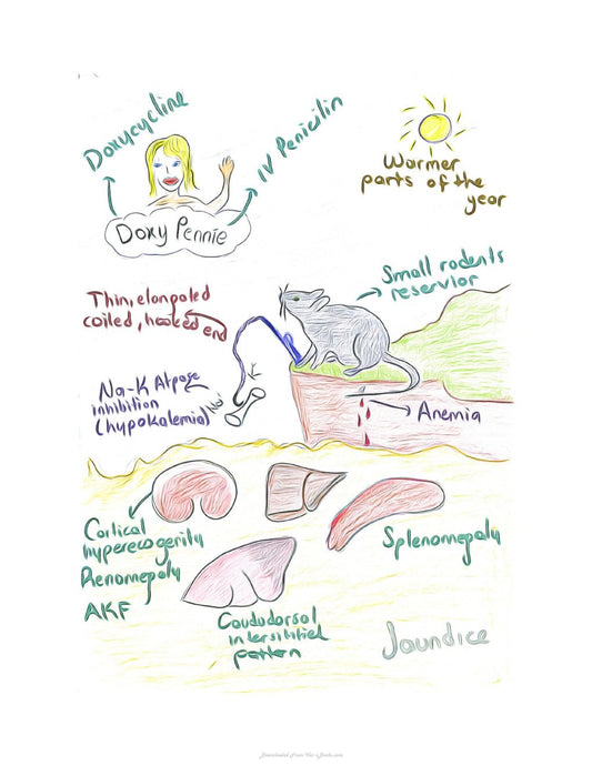 Look Inside page 10 - Small Animal Infectious Diseases Mnemonic Cartoons