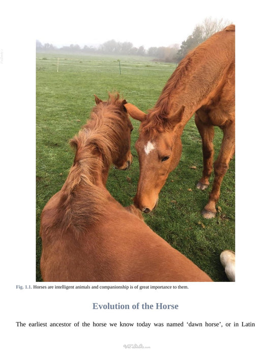 Look Inside page 8 - Solving Equine Behaviour Problems An Equitation Science Approach