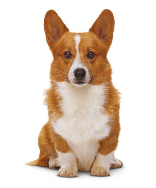 Look Inside page 2 - The Complete Dog Breed Book Choose The Perfect Dog For You New Edition