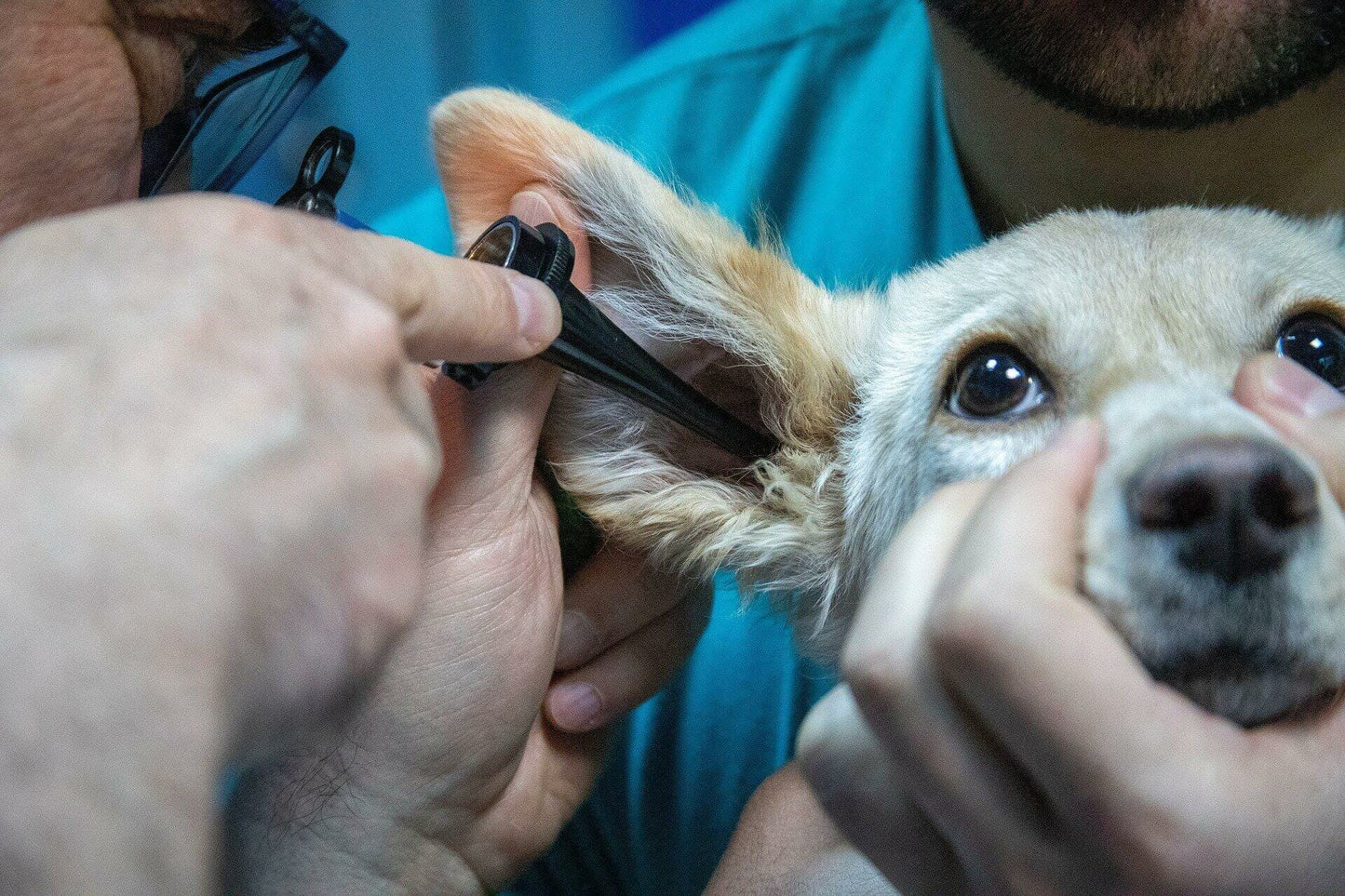 List Of Veterinary Equipment And Tools