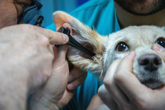 List Of Veterinary Equipment And Tools