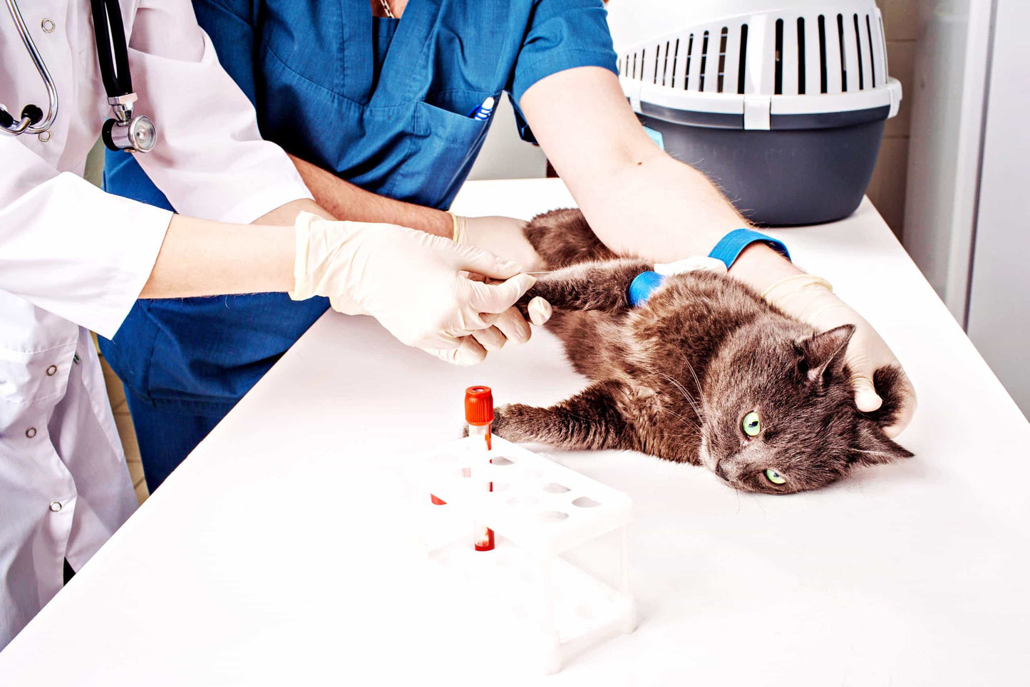 Types Of Laboratory Tests In Veterinary Clinic