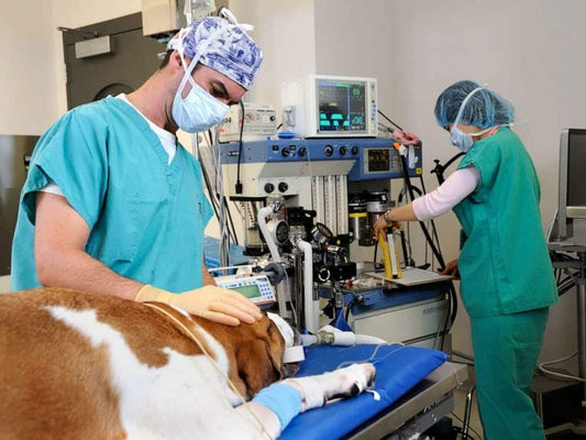 Pros And Cons Of Being A Vet Tech