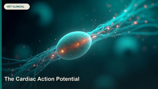 The Cardiac Action Potential: From Ion Channels to the ECG — GlobalVetCo