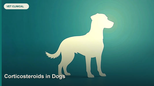 Corticosteroids in Dogs: Dosing, Tapering and Clinical Use — GlobalVetCo