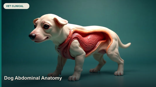 Dog Abdominal Anatomy: A Surgeon's Guide to the Canine Abdomen — GlobalVetCo