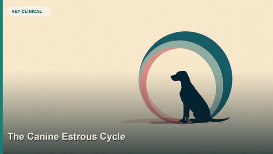The Canine Estrous Cycle: Physiology, Timing and Clinical Management — GlobalVetCo