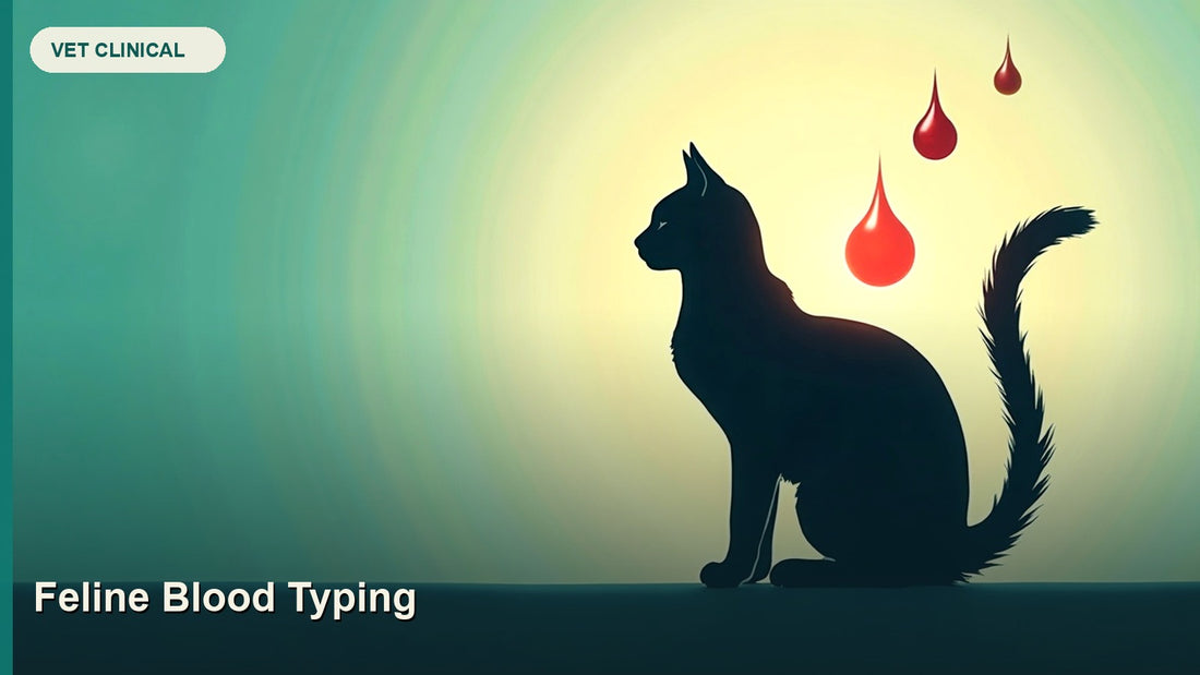 Feline Blood Typing: A, B, AB and Fatal Mismatch Risk — GlobalVetCo