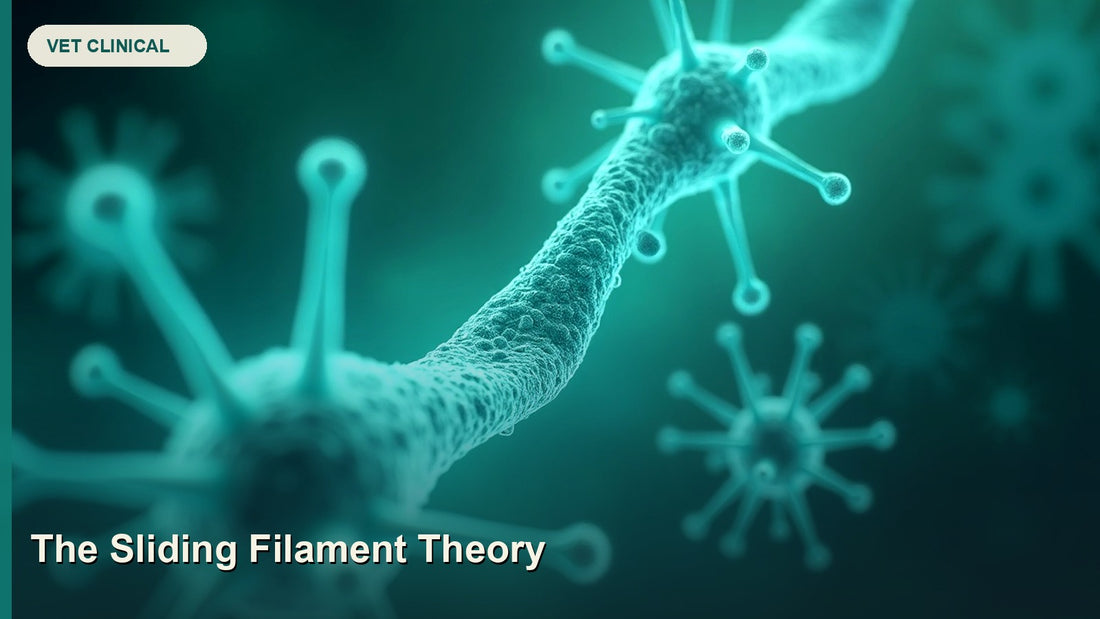 The Sliding Filament Theory: Muscle Contraction Mechanism — GlobalVetCo