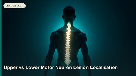 Upper vs Lower Motor Neuron Lesion Localisation — GlobalVetCo