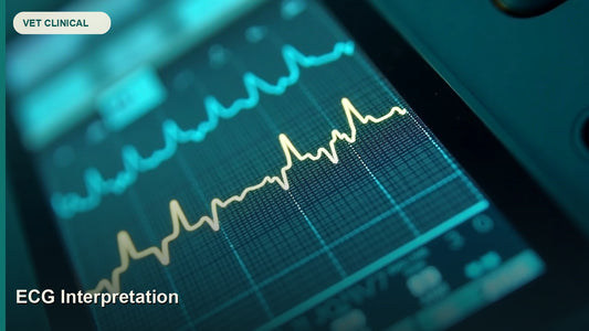 Veterinary ECG Interpretation: A Systematic Approach — GlobalVetCo