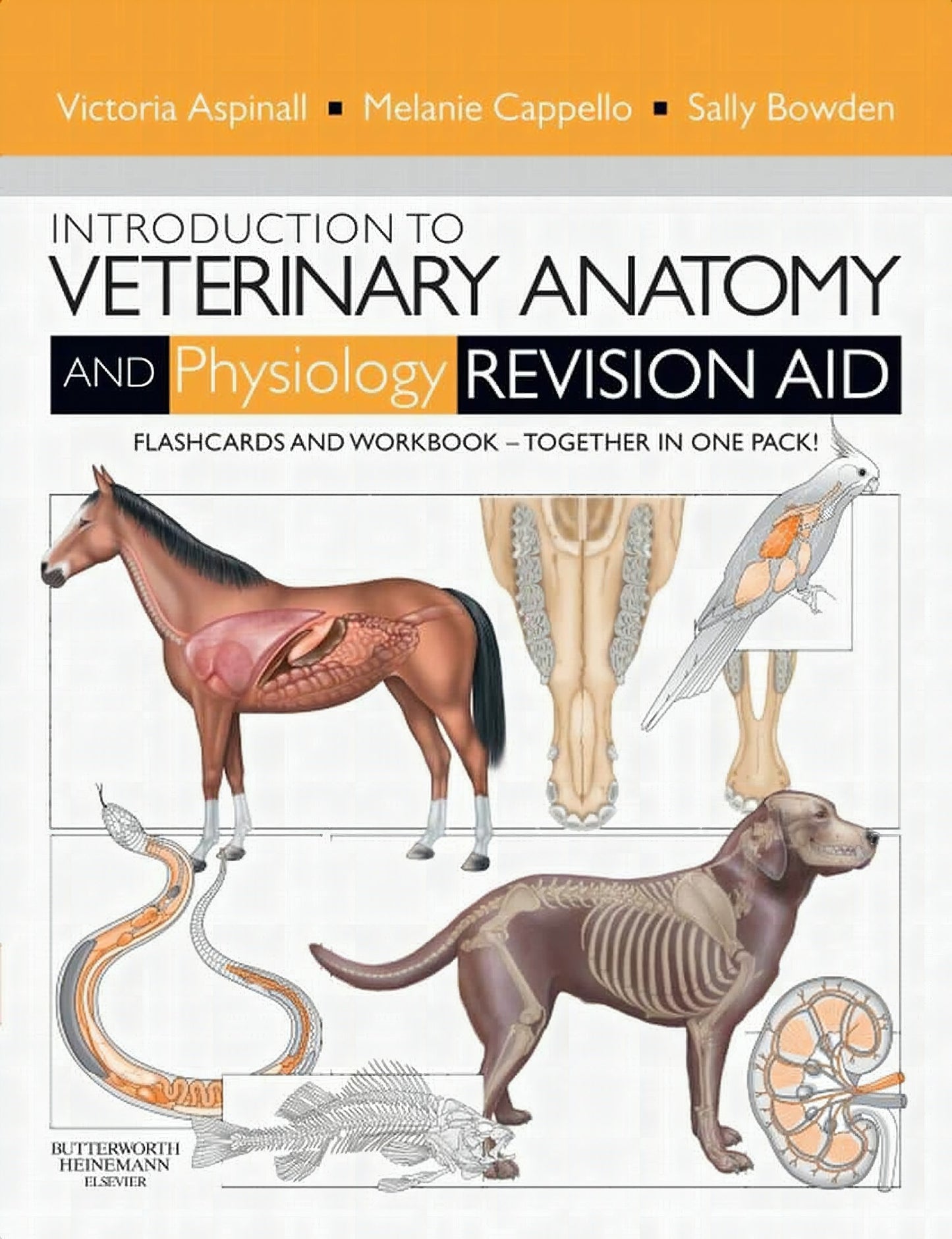 Introduction To Veterinary Anatomy And Physiology Flashcards
