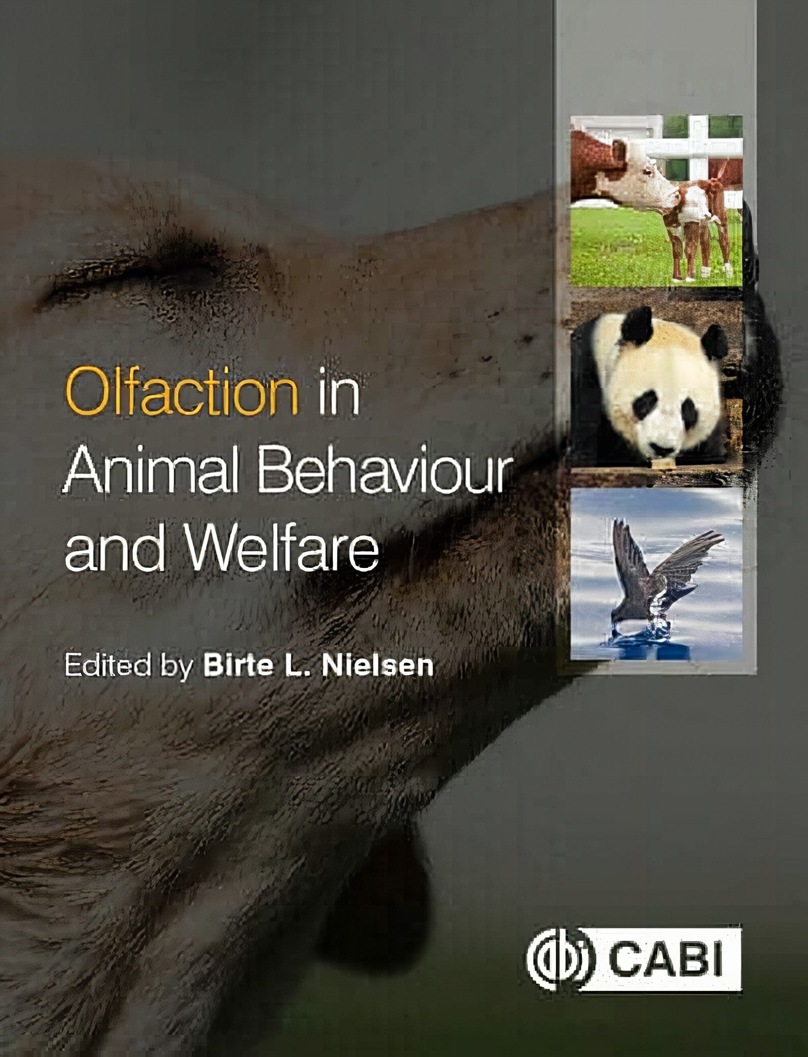 Olfaction In Animal Behaviour And Welfare