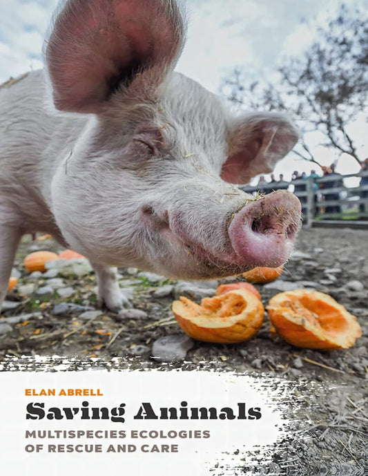 Saving Animals Multispecies Ecologies Of Rescue And Care