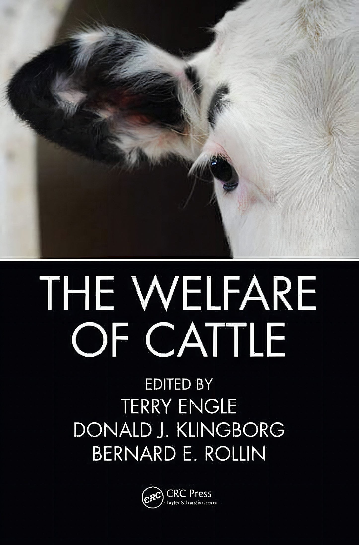 The Welfare Of Cattle